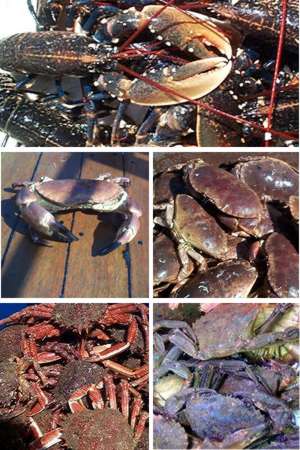 crab, lobster, spider crab and velevet crabs