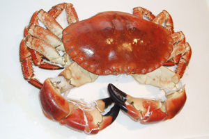a cooked crab ready prepared for the plate